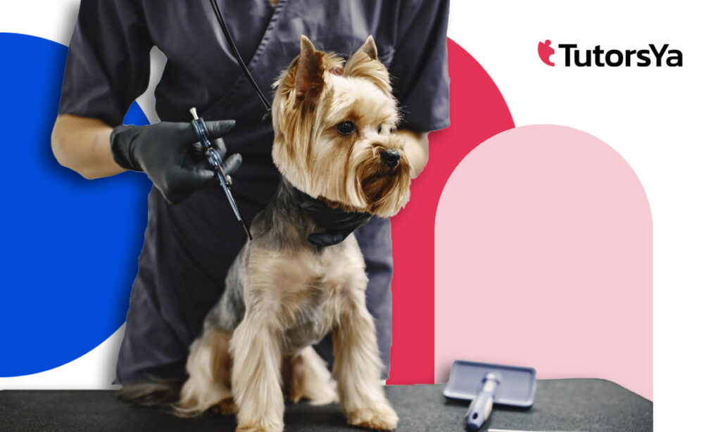 Curso básico de peluquería canina: técnicas simples y efectivas