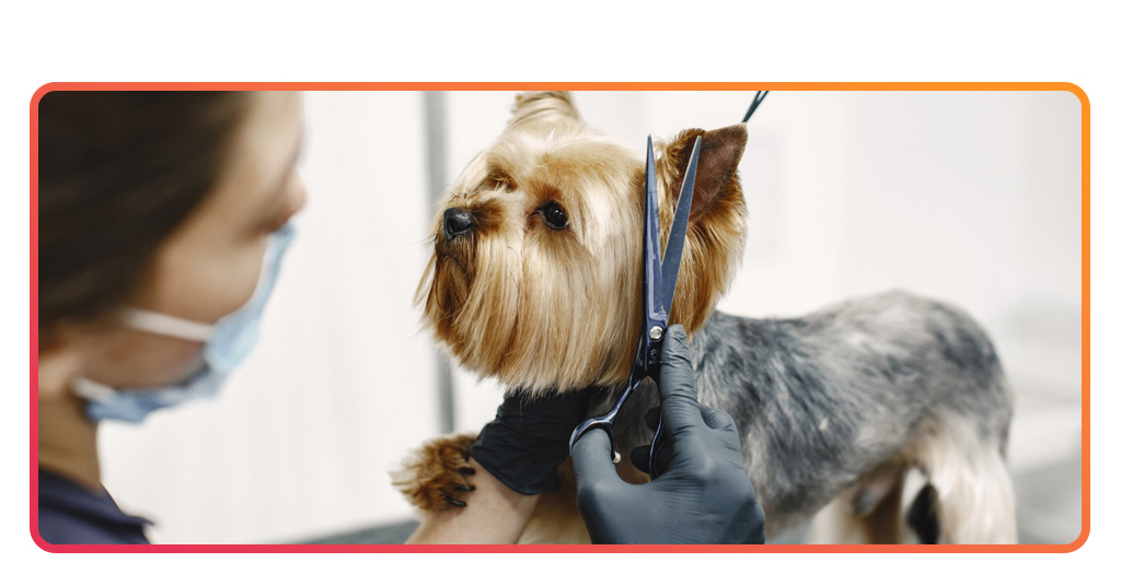 Curso básico de peluquería canina: técnicas simples y efectivas 10 Curso básico de peluquería canina