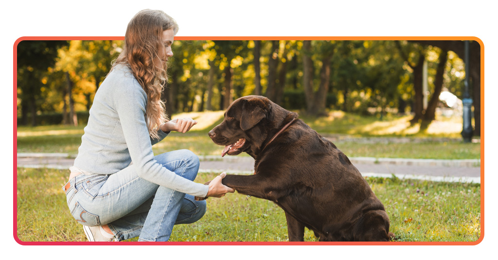 Curso de adiestramiento canino