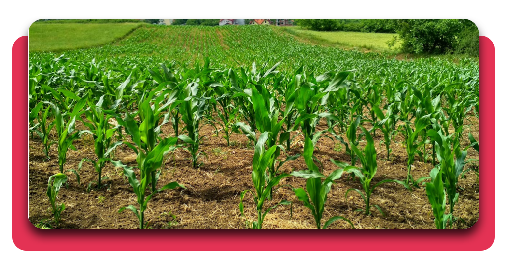 Agricultura sostenible