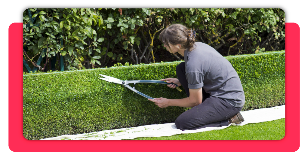 Aprende jardinería y actividades en viveros con este curso gratuito 2 Si quieres aprender sobre jardinería y actividades en viveros, este curso te abre las puertas a una formación profesional con conocimiento práctico.