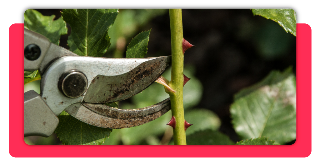 Aprende jardinería y actividades en viveros con este curso gratuito 3 Aprender sobre jardinería y vivero te abre las puertas a un desarrollo importante de habilidades y técnicas para desenvolverte de la mejor manera en el sector.