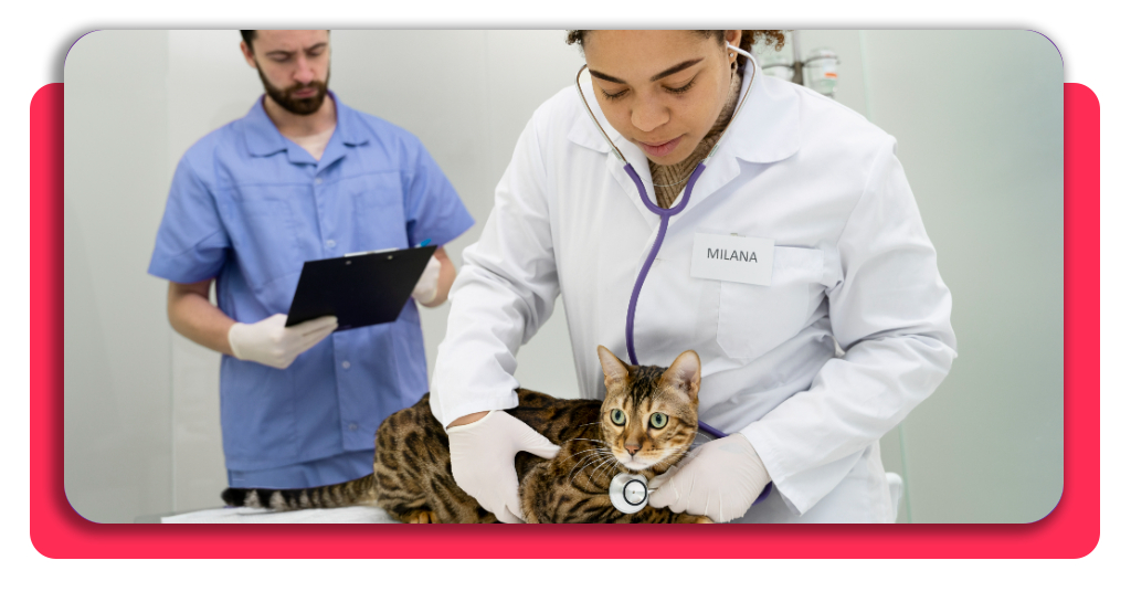 Conoce hoy mismo los procedimientos básicos y el manejo adecuado de los animales durante las revisiones de rutina en un entorno profesional.