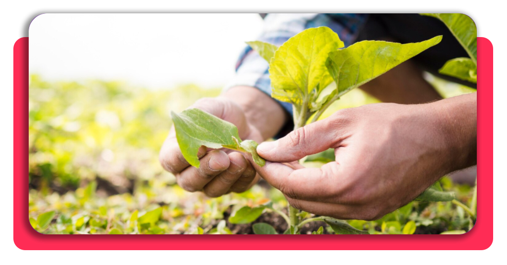Un agricultor revisando las plantas de su huerto