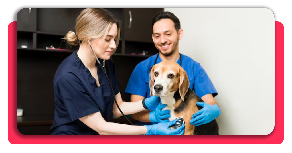 Trabaja rodeado de animales: curso de auxiliar de veterinaria gratis 2 IMG 7702 01