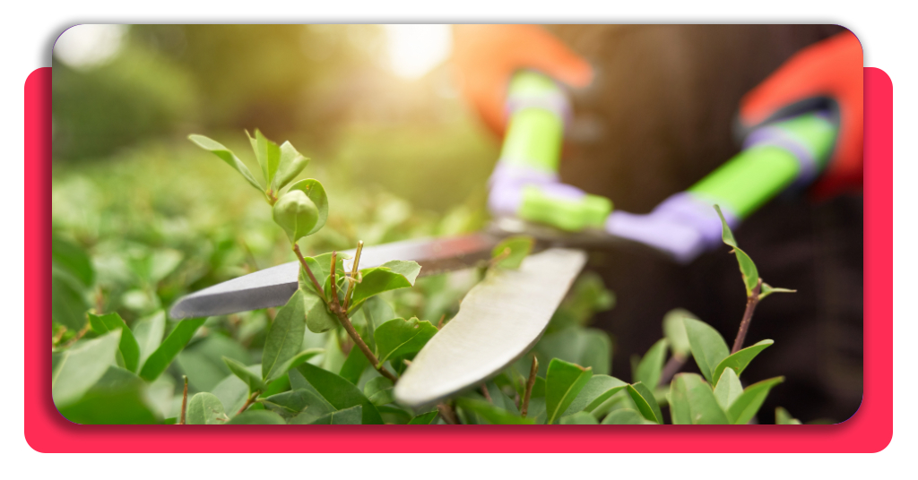 20 € la hora y trabajando al aire libre: aprende jardinería GRATIS 1 Manos masculinas cortando arbustos con tijeras de jardinería