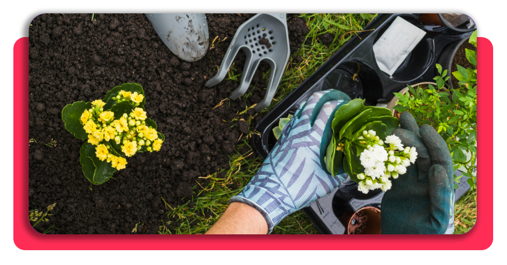 20 € la hora y trabajando al aire libre: aprende jardinería GRATIS 3 Vista aérea de manos sosteniendo una pequeña planta en maceta